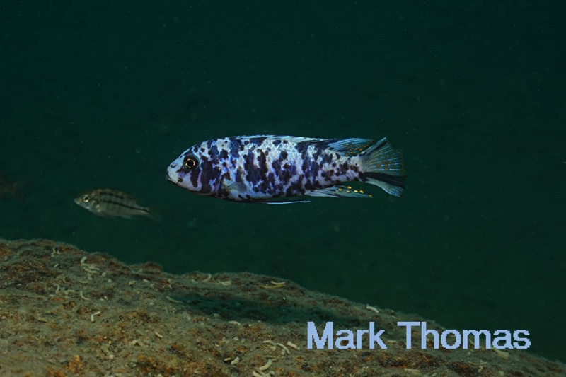 Maylandia zebra 'Otter Point'